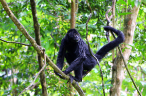 observation-singes-punta-laguna-mexique